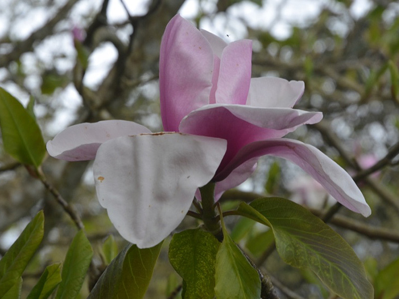 Magnolia 'Atlas', flower. Caerhays Castle, Goran, Cornwall, United Kingdom.
