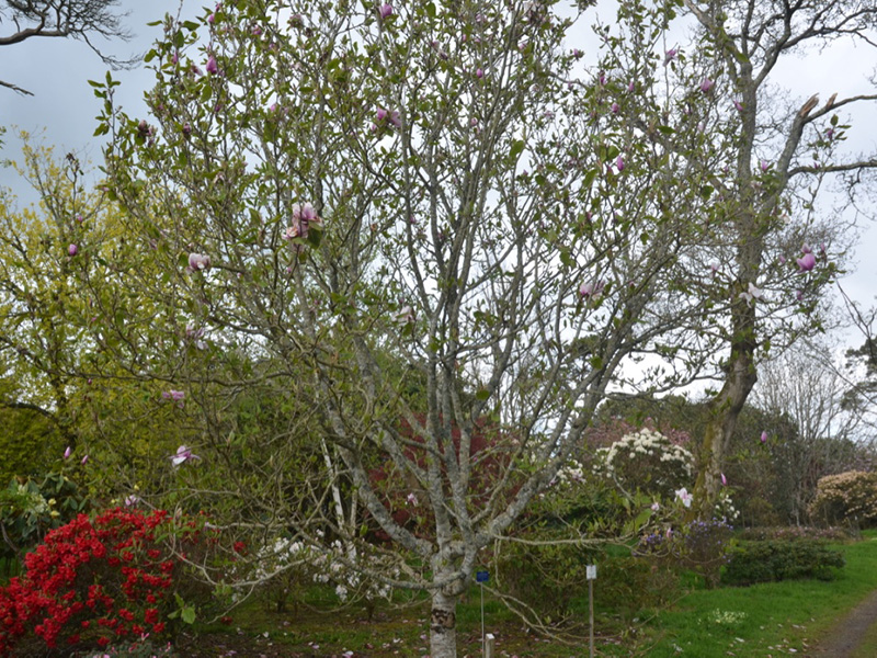 Magnolia 'Atlas', form. Caerhays Castle, Goran, Cornwall, United Kingdom.