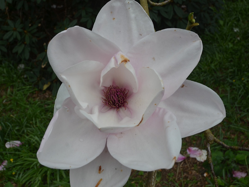 Magnolia 'Atlas', flower. Lanhydrock House and Garden, Bodmin, Cornwall, United Kingdom. 