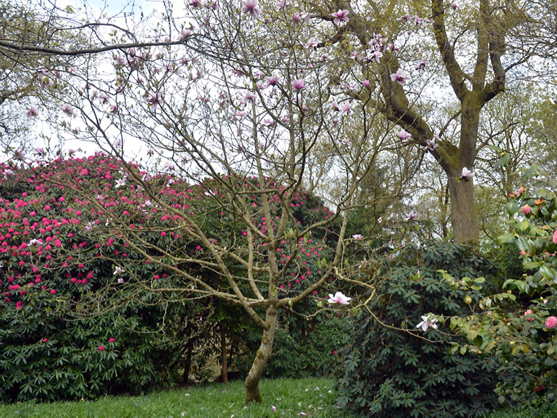 Magnolia 'Atlas', form. Lanhydrock House and Garden, Bodmin, Cornwall, United Kingdom. 