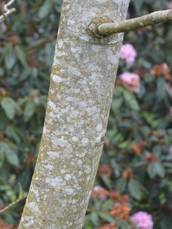 Magnolia 'Betty Jessel', bark. Caerhays Castle, Goran, Cornwall, United Kingdom.