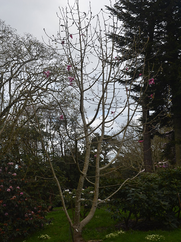 Magnolia 'Betty Jessel', form. Caerhays Castle, Goran, Cornwall, United Kingdom.