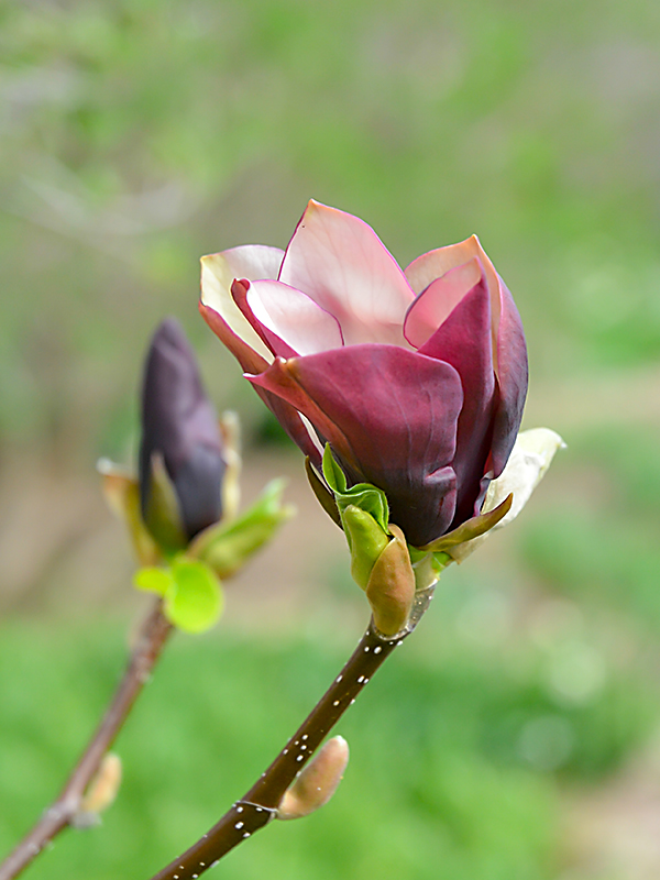 Magnolia brooklynensis 'Black Beauty', flower (2)