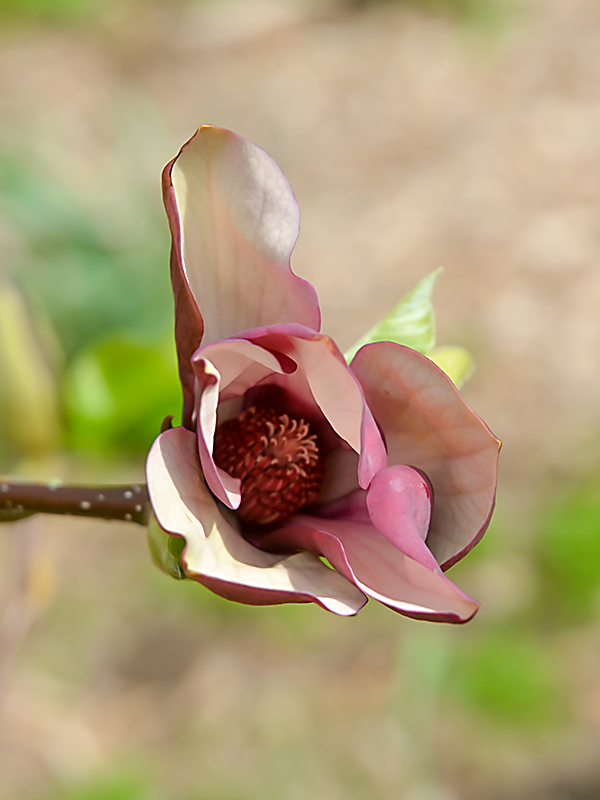 Magnolia brooklynensis 'Black Beauty', flower