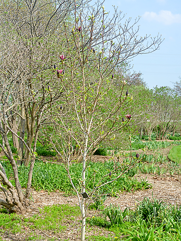 Magnolia brooklynensis 'Black Beauty', form