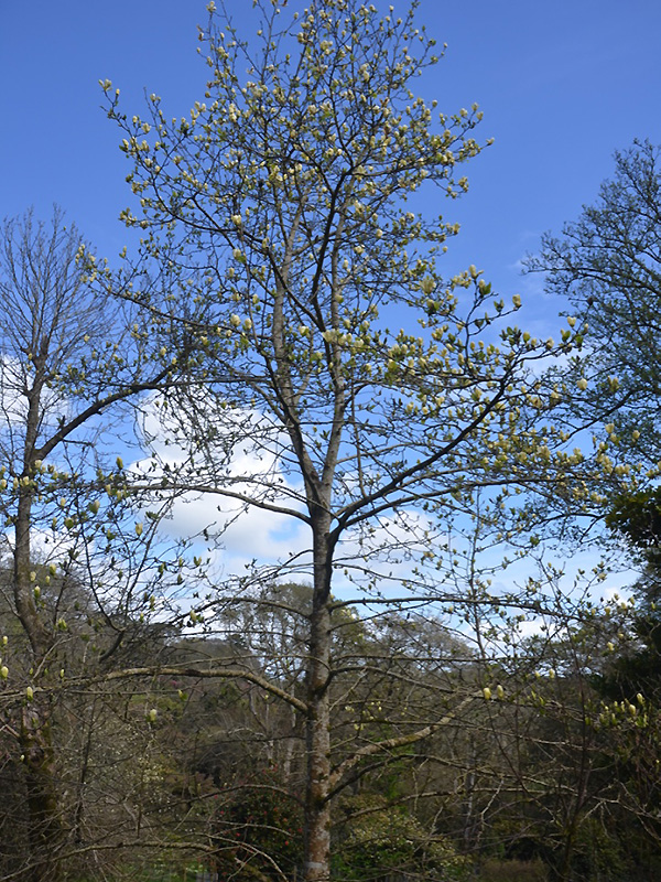 Magnolia 'Butterflies', form. Caerhays Castle, Goran, Cornwall, United Kingdom.