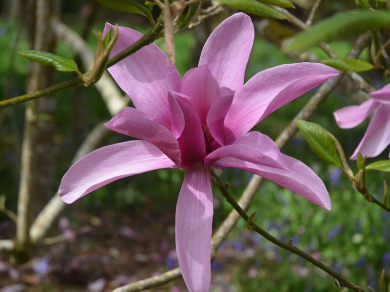 Magnolia 'Caerhays Surprise', flower. Caerhays Castle, Goran, Cornwall, United Kingdom.