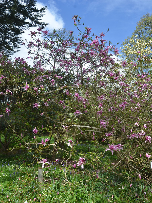 Magnolia 'Caerhays Surprise', form. Caerhays Castle, Goran, Cornwall, United Kingdom.