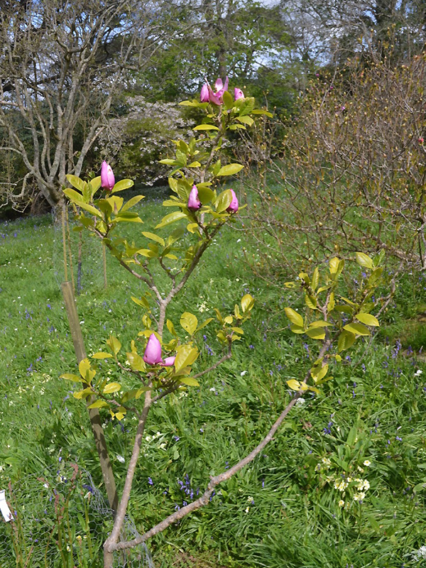 Magnolia 'Cleopatra', form. Caerhays Castle, Goran, Cornwall, United Kingdom.