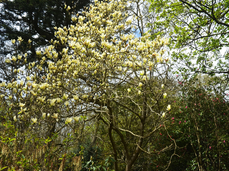 Magnolia ‘Elizabeth’, form. Caerhays Castle, Goran, Cornwall, United Kingdom.