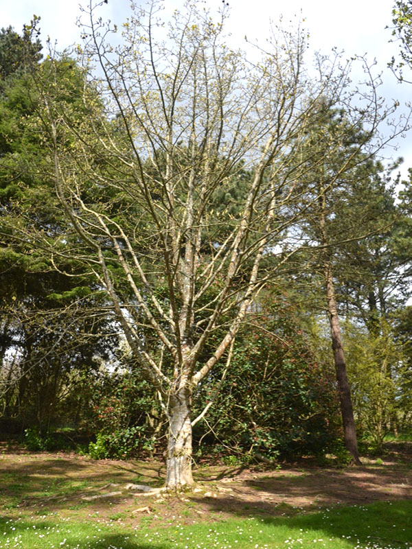 Magnolia 'Emma Louise’, form. National Trust Trelissick Garden, Feock, near Truro, Cornwall, United Kingdom.