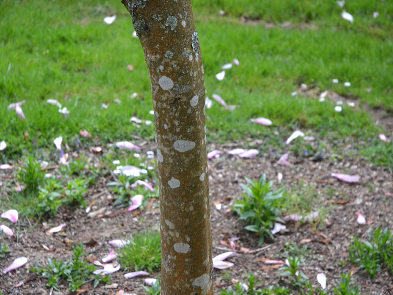 Magnolia ‘Galaxy’, bark. National Trust Trelissick Garden, Feock, near Truro, Cornwall, United Kingdom.