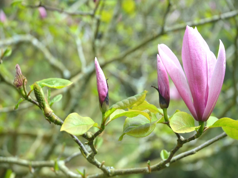 Magnolia ‘Galaxy’, flower. National Trust Trelissick Garden, Feock, near Truro, Cornwall, United Kingdom.