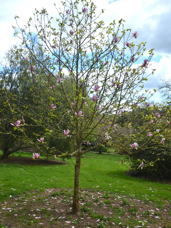 Magnolia ‘Galaxy’, form. National Trust Trelissick Garden, Feock, near Truro, Cornwall, United Kingdom.