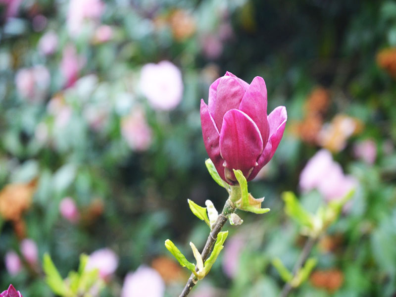 Magnolia ‘Genie’, flower, Trebah Garden Trust, Mawnan Smith, Falmouth, Cornwall, United Kingdom.
