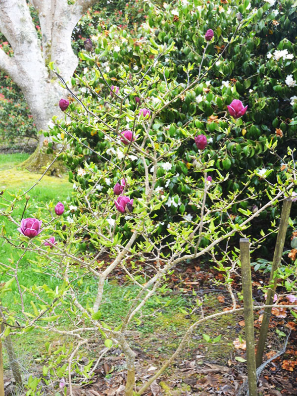 Magnolia ‘Genie’, form. Caerhays Castle, Goran, Cornwall, United Kingdom.