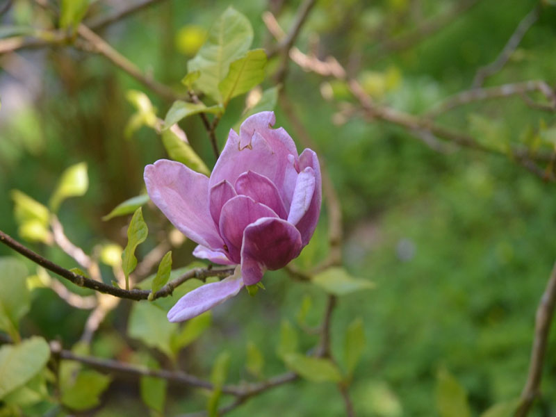 Magnolia ‘Genie’, flower, Trebah Garden Trust, Mawnan Smith, Falmouth, Cornwall, United Kingdom.