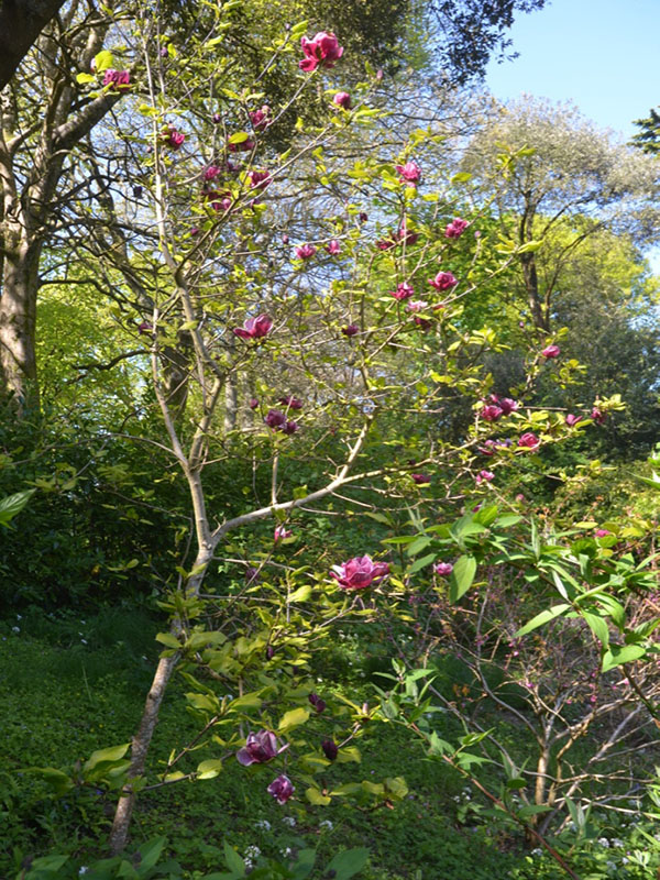 Magnolia ‘Genie’, form, Trebah Garden Trust, Mawnan Smith, Falmouth, Cornwall, United Kingdom.