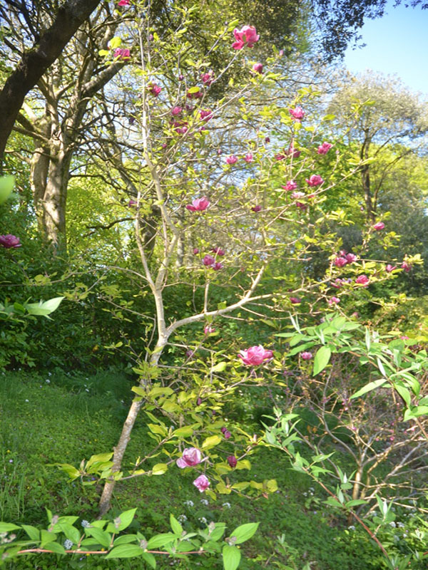 Magnolia ‘Genie’, form, Trebah Garden Trust, Mawnan Smith, Falmouth, Cornwall, United Kingdom.