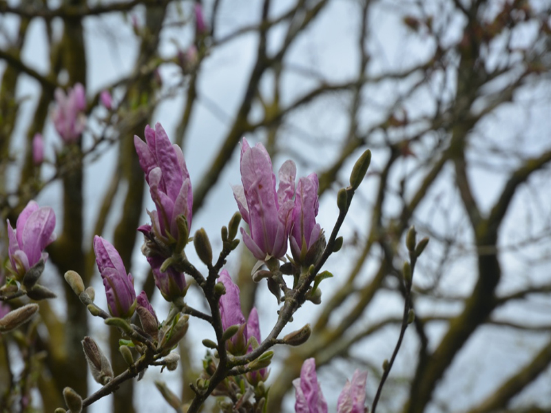 Magnolia 'George Henry Kern', flower bud, Lanhydrock House and Garden, Bodmin, Cornwall, United Kingdom. 