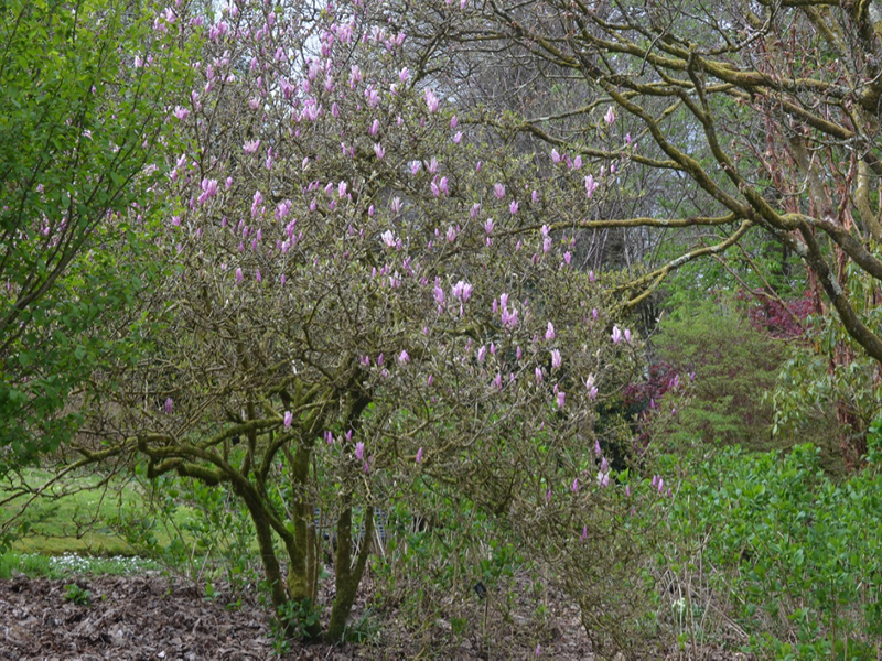 Magnolia 'George Henry Kern', form, Lanhydrock House and Garden, Bodmin, Cornwall, United Kingdom. 