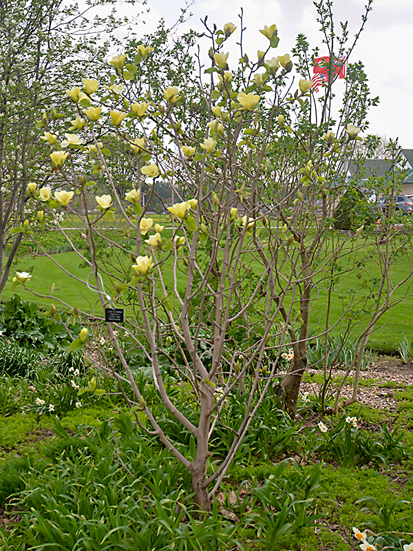 Magnolia-Golden-Gala-Cuddy-frm.jpg