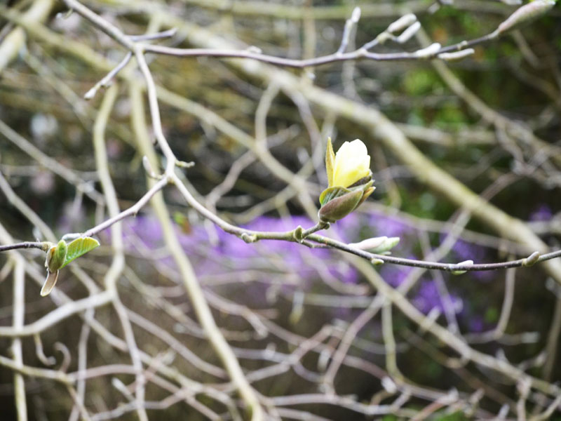 Magnolia ‘Gold star’, flower bud. Caerhays Castle, Goran, Cornwall, United Kingdom.