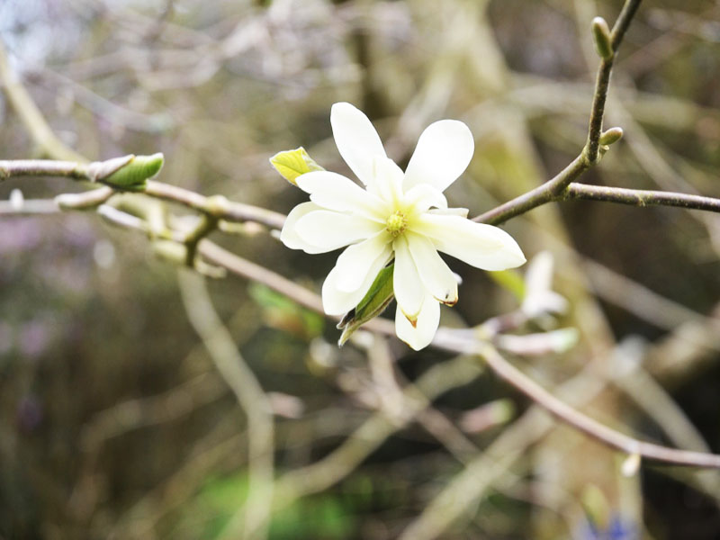 Magnolia ‘Gold star’, flower. Caerhays Castle, Goran, Cornwall, United Kingdom.