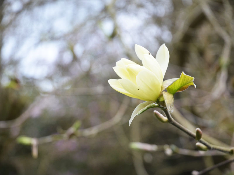 Magnolia ‘Gold star’, flower. Caerhays Castle, Goran, Cornwall, United Kingdom.