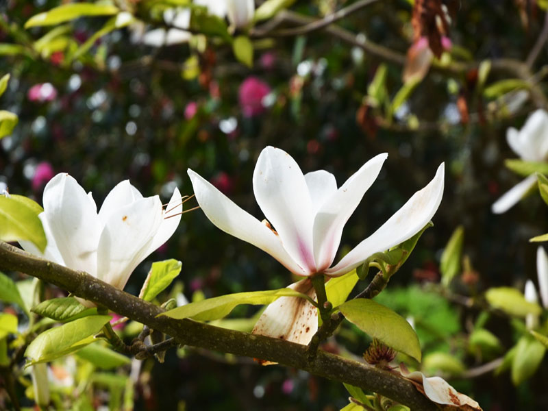 Magnolia ‘Gresham Sweet Sixteen’, flower. Caerhays Castle, Goran, Cornwall, United Kingdom.