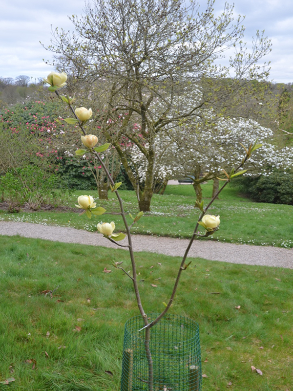 Magnolia Honey Tulip, form, Lanhydrock House and Garden, Bodmin, Cornwall, United Kingdom. 