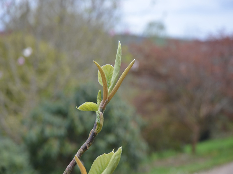 Magnolia Honey Tulip, leaf, Lanhydrock House and Garden, Bodmin, Cornwall, United Kingdom. 