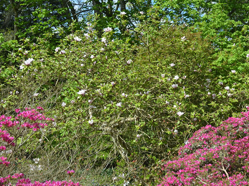 Magnolia 'Lolanthe', form. Caerhays Castle, Goran, Cornwall, United Kingdom.