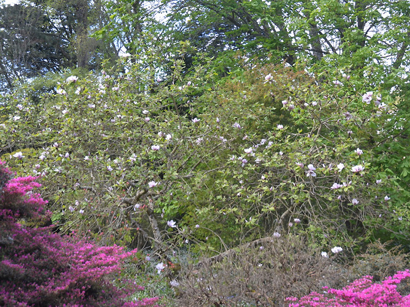 Magnolia-Iolanthe-cc-frm.jpg