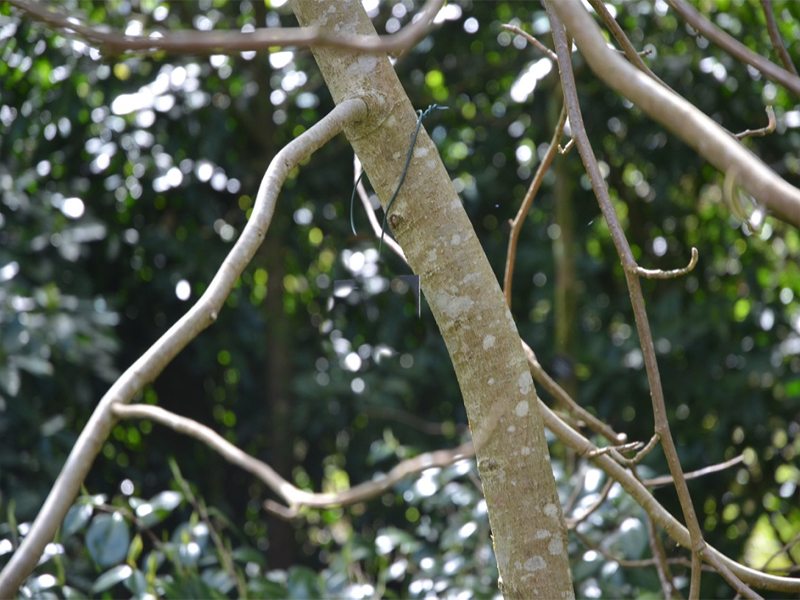Magnolia 'Lolanthe', bark, Trengwainton Garden, Madron, near Penzance, Cornwall, United Kingdom. 