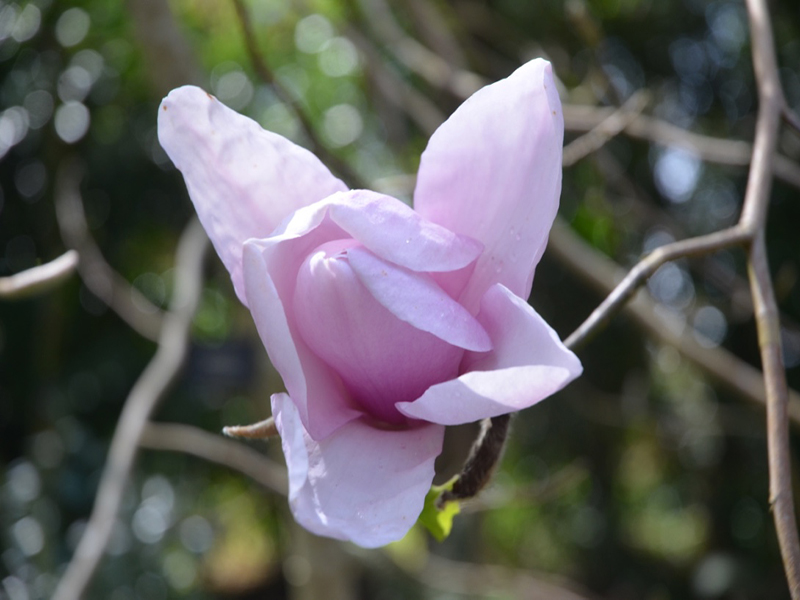 Magnolia 'Lolanthe', flower, Trengwainton Garden, Madron, near Penzance, Cornwall, United Kingdom. 