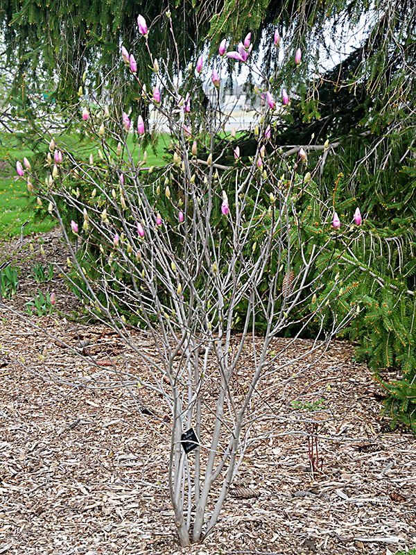 Magnolia-Jane-cuddy-frm.jpg