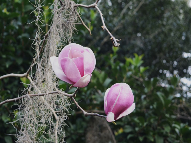 Magnolia x soulangeana 'Jon Jon', flower, Bok Tower Gardens, Lake Wales, Florida, United States of America.