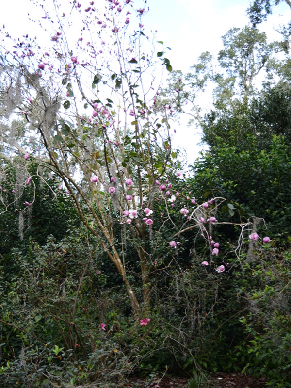 Magnolia x soulangeana 'Jon Jon', form, Bok Tower Gardens, Lake Wales, Florida, United States of America.