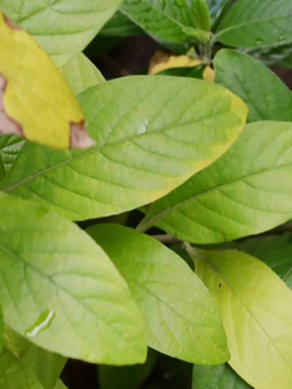 Magnolia x soulangeana 'Jon Jon', leaf, Bok Tower Gardens, Lake Wales, Florida, United States of America.