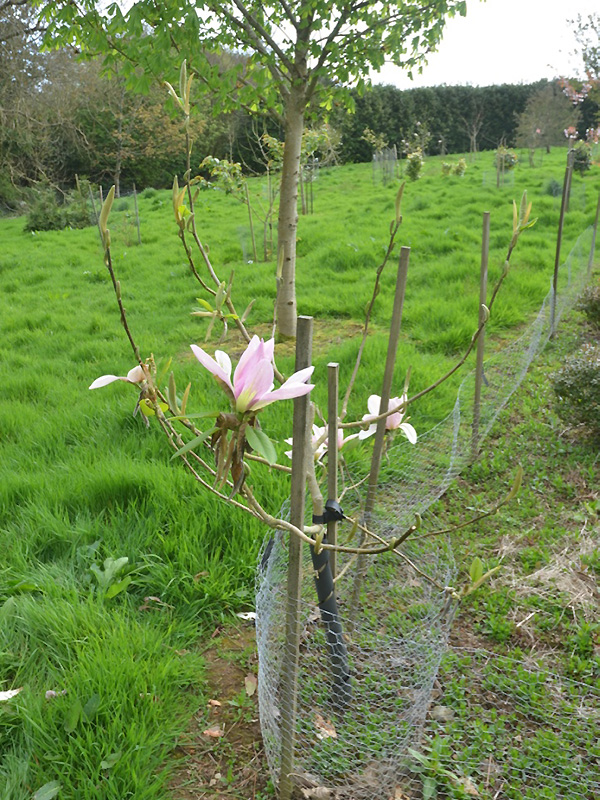 Magnolia 'Kusious', form. Caerhays Castle, Goran, Cornwall, United Kingdom.