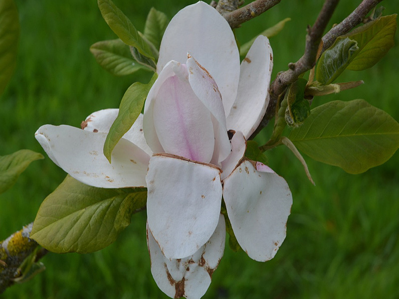Magnolia 'Laura Saylor', flower. Caerhays Castle, Goran, Cornwall, United Kingdom.
