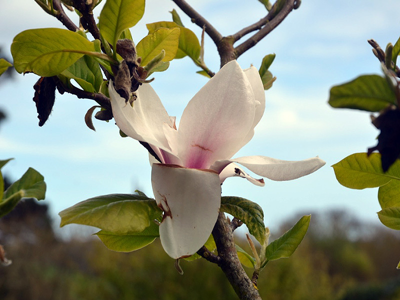 Magnolia 'Laura Saylor', flower.  Caerhays Castle, Goran, Cornwall, United Kingdom.