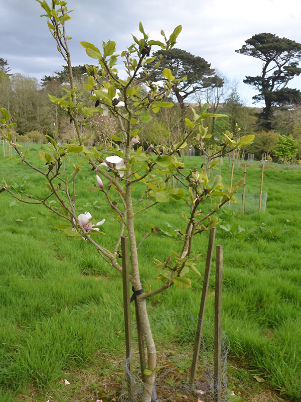 Magnolia 'Laura Saylor', form. Caerhays Castle, Goran, Cornwall, United Kingdom.