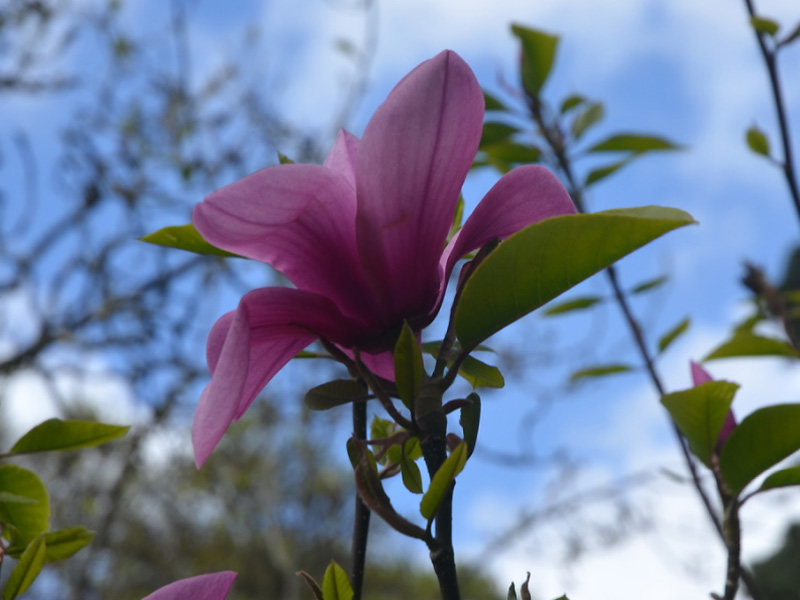 Magnolia 'Margaret Helen', flower. Caerhays Castle, Goran, Cornwall, United Kingdom.