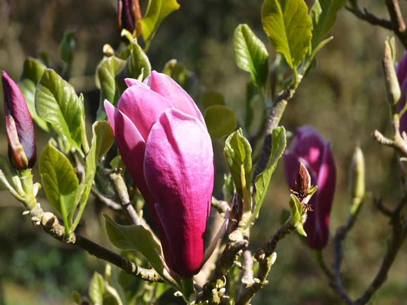 Magnolia ‘May to Frost’, flower. Caerhays Castle, Goran, Cornwall, United Kingdom.