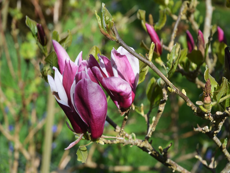 Magnolia ‘May to Frost’, flower. Caerhays Castle, Goran, Cornwall, United Kingdom.