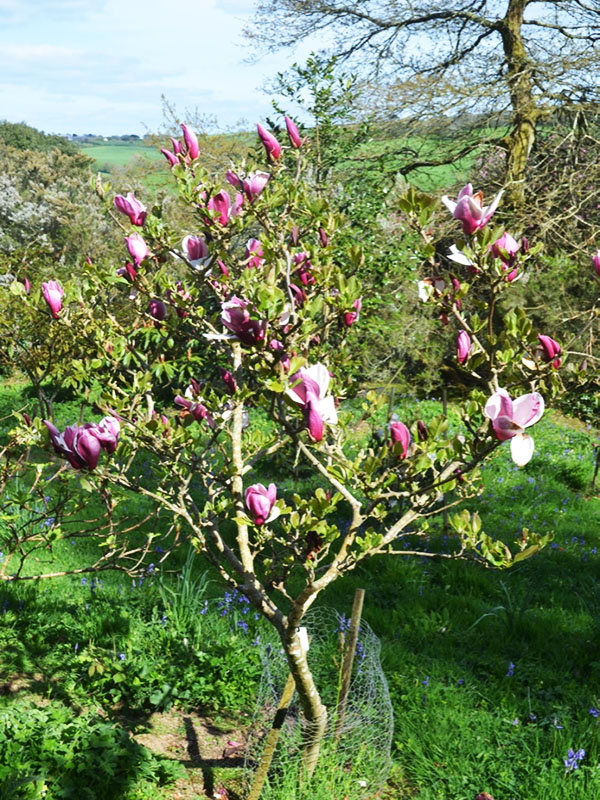 Magnolia-May-to-Frost-cc-frm