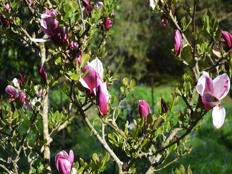 Magnolia ‘May to Frost’, form. Caerhays Castle, Goran, Cornwall, United Kingdom.