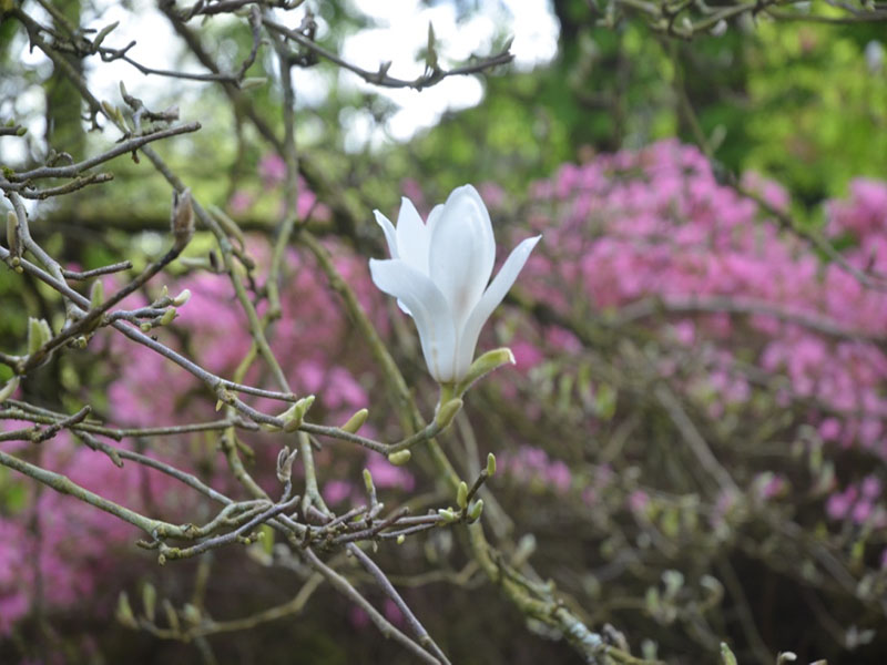 Magnolia 'Mayday Show White', flower. Caerhays Castle, Goran, Cornwall, United Kingdom.
